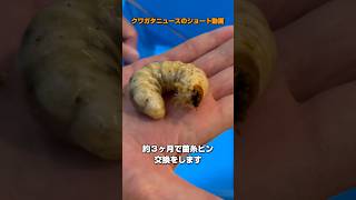 【オオクワガタ】孵化から５ヶ月で26gになりました☺️ #japanesestagbeetle