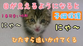 目が見えるようになると後追いするように😺子猫保護