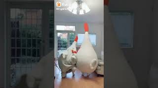 una gallina furiosa y un gallo feliz