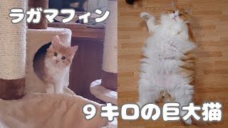 ラガマフィンを飼い始めたら９kgの巨大猫に成長しました！【ラガマフィン】【Ragamuffin】