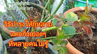 EP 99 วิธีง่ายๆกู้ชีวิตกุหลาบรากเน่าและทำให้กุหลาบแตกยอด