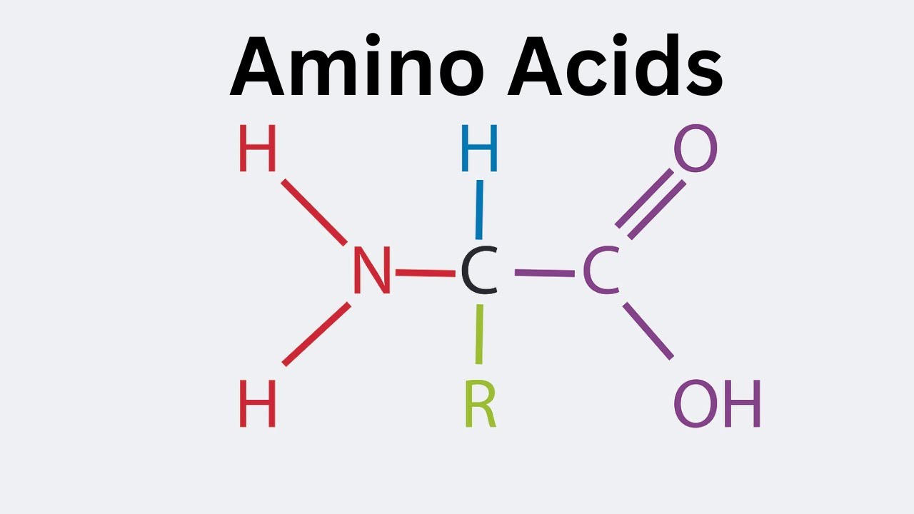 General Structure Of An Amino Acid - YouTube