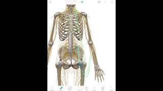 Numbness into Front (Anterior) Thigh