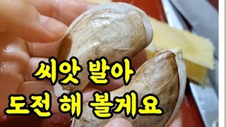 망고씨앗 발아시키기 도전합니다