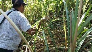 小伙分享找黑尾胡蜂过程，追着它满山跑，6小时后定位了它的窝