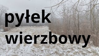 Zimowe poszukiwanie pożytków dla pszczół. Wierzba.