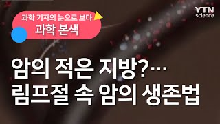 [과학본색] 암의 적은 지방?…림프절 속 암의 생존법 / YTN 사이언스