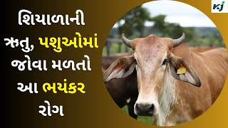 Sabarkantha ખરવા મોવાસા રોગ થી હચ-મચ્યા પશુપાલકો, Animal Disease ૫૦૦ પશુ ઓ બીમારીની ઝપેટ માં