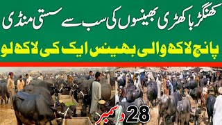 Buffalo Prices in Punjab Today | Fresh Rates Update | Khangar Buffalo