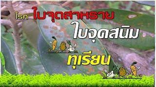 โรคใบจุดสนิมหรือใบจุดสาหร่ายในทุเรียน(ป้องกันกำจัดอย่างไร)