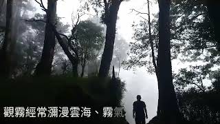 觀霧檜山巨木群步道108.08.03