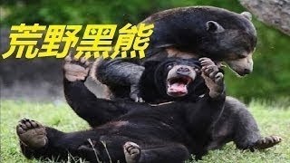 野生動物戰 黑熊和野狗生死戰 BEAR \u0026 DOG 鱷魚 蟒蛇