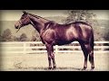 A Tribute to the Thoroughbred Sport Horse