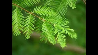 Potatura metasequoia bonsai