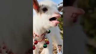goat sound cute baby goat 🐐😍#shorts #viral #viralshorts #youutube #funny shorts