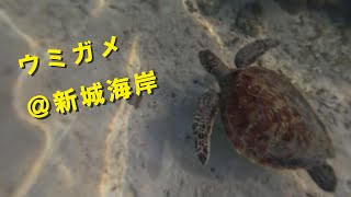 新城海岸でシュノーケリング　ウミガメと泳ぎました！