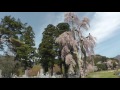 白津の桜　00108