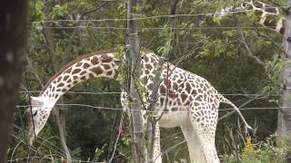 Giraffe's love scene　キリン、カップルのラブシーン[天王寺動物園]