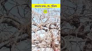 ઝાડવા દાદાનું ચમત્કારી મંદિર