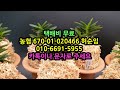 통통한 두엽의 호복륜 탄생 기린환 천옥보 완성분 특가 풍란부귀란 꽃밭에서 난원 초특가 춘란 orchid 입문자용 목석부작 난테크 반려식물 희귀란 도시농부