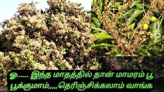 மாமரம் எந்த மாதத்தில் பூ பூக்கும் தெரிந்துகொள்ளலாம் | mango tree | மாமரம் | Vivasayi Future