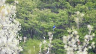 宮ヶ瀬湖 金沢林道のオオルリ（雄）のさえずり その１４（4K動画）