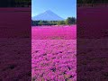 mount fuji and moss phlox at fuji shibazakura festival 富士芝桜まつり shorts japan 富士山 mtfuji