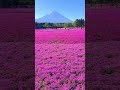 mount fuji and moss phlox at fuji shibazakura festival 富士芝桜まつり shorts japan 富士山 mtfuji