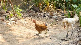 Creative Chicken Trap Using Bamboo By Smart Boy | Easy Chicken trap