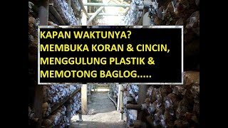 KAPAN WAKTUNYA CINCIN BAGLOG JAMUR DIBUKA?