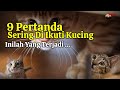 INI YANG TERJADI JIKA SERING DIIKUTI KUCING!!! 9 Pertanda Kucing Sering Mengikuti Kita