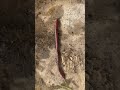 Earthworm Crawling