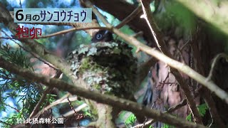 6月のサンコウチョウ抱卵2024/6/8,14