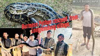 Burmese Python (Python bivittatus) rescued from Longjemdang village | Mokokchung | India.