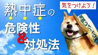 【犬の熱中症】その危険性と対処法