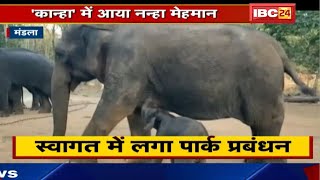 Mandla News : Kanha National Park में आया नन्हा हाथी। पार्क प्रबंधन में खुशी की लहर