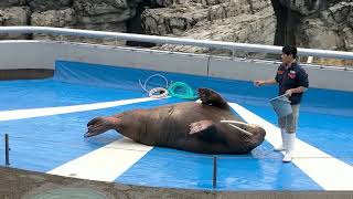 大分マリーンパレス水族館うみたまご 2024年3月17日うみたまパフォーマンス今日はお客さんも多くて歓声も大きかった！！