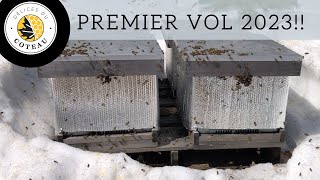 Premier vol des abeilles en 2023!