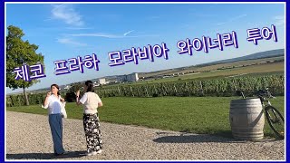 체코🇨🇿프라하 9편 (23. 9. 5), 프라하 근교투어, 모라비아 와이너리 투어, 레드니체 여름별장, 발티체 궁 지하 와인저장고 100가지 와인시음, 쏜베르크 와이너리 포도밭