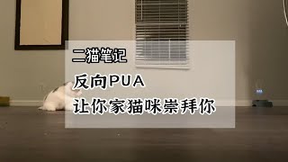 如何让你家猫咪崇拜你？记住这四个小套路