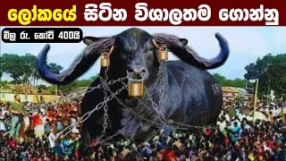 ලොව විශාලතම සහ බලවත් ගොන්නු වර්ග 7ක්  | 7 Biggest Bulls in the World in Sinhala | Everything LK