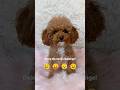 My dog does the emoji challenge!! How did she do? #shorts #dog