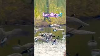 Flock of geese landing 渡りの雁の群れ着水 #shorts