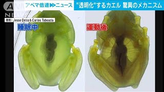 無防備な睡眠中は血液を肝臓に隠す!?　カエルが“透明化”する驚異のメカニズム(2022年12月27日)