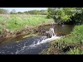 manual removal of wide beaver dam no.176 a peaceful episode with sound of water and birdsong