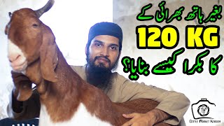 120KG HEAVY WEIGHT GOAT Without Force Feeding? Amazing Inspiration \u0026 Motivation for All Goat Farmers