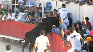 ARLES COCARDE D’OR 2024