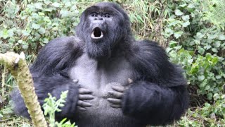 Gorilla beating chest at Toronto Zoo.