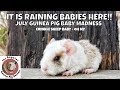 It is Raining Baby Guinea Pigs!!!