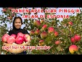 WILD APPLES || APEL LIAR PINGGIR JALAN